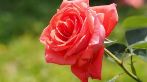 Як виростити троянду з держака