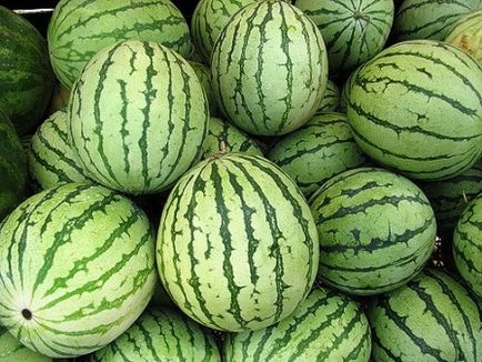 Hogyan kell tárolni a dinnye otthon, amíg az új év (görögdinnye) Hogyan kell tárolni a dinnye otthon, amíg az új év