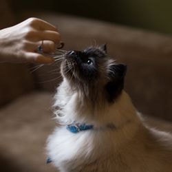 Як захистити кішку від хвороб - все про котів і кішок з любов'ю