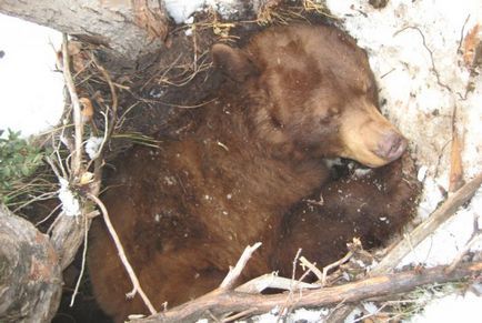 Cum se pregatesc animalele pentru iarna (imagini)