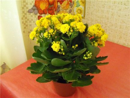 Kalanchoe blossfeld de reproducere și de îngrijire la domiciliu