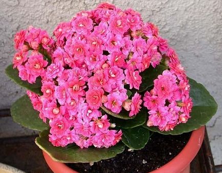 Kalanchoe blossfeld de reproducere și de îngrijire la domiciliu