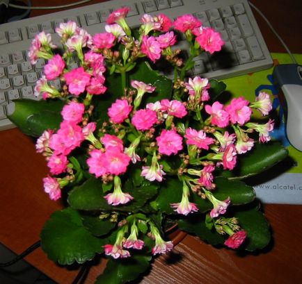 Kalanchoe blossfeld de reproducere și de îngrijire la domiciliu