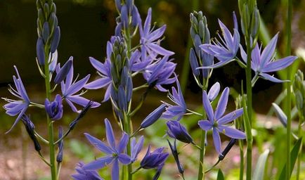 Camassia plantare și îngrijire, fotografie