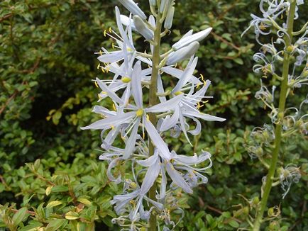 Camassia plantare și îngrijire, fotografie