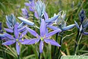 Camassia este o grădină verde rară, frumoasă și nepretențioasă