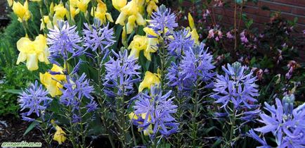 Camassia este o grădină verde rară, frumoasă și nepretențioasă