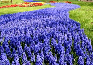 Camassia este o grădină verde rară, frumoasă și nepretențioasă