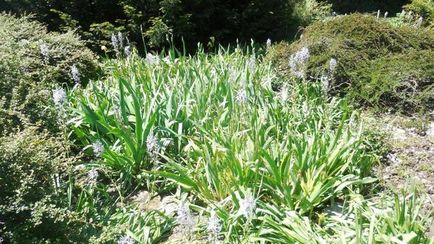 Specii de Camassia, îngrijire, reproducere