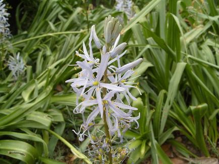 Specii de Camassia, îngrijire, reproducere