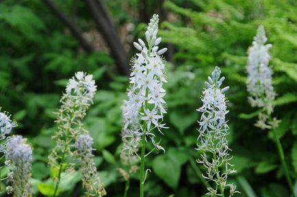 Specii de Camassia, îngrijire, reproducere