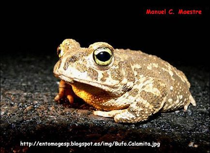 Ропуха очеретяна (bufo calamita) жаба очеретяна поширення середовище проживання забарвлення зовнішній вигляд
