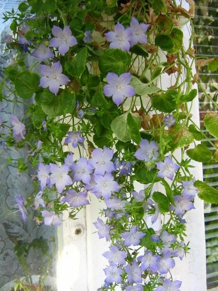 Campanula grădină din familia de mânere