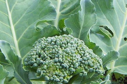 Broccoli varza a înflorit, ce să fac