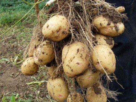 Картопля аврора опис сорту, відгуки, фото