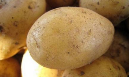 Картопля аврора опис сорту, відгуки, фото