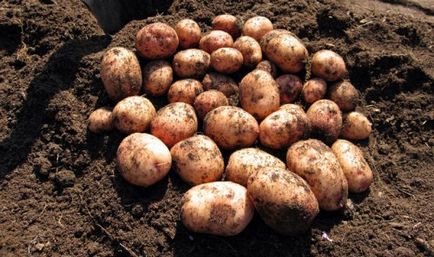 Картопля аврора опис сорту, характеристика