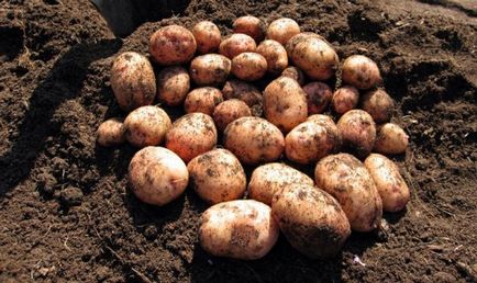 Картопля - аврора опис сорту, характеристики і фото