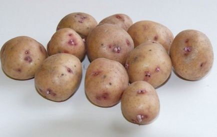 Cartofi Aurora Descrierea varietății, caracteristică