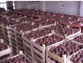 Картоплесховище - проектування та обладнання для зберігання картоплі від виробника