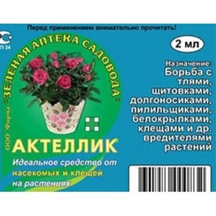 Картопляна тля - впізнаємо і знищуємо шкідника