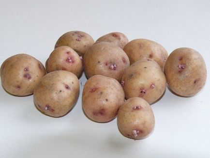 Картопля сорту Аврора опис і характеристика, переваги та недоліки, посадка і догляд фото і