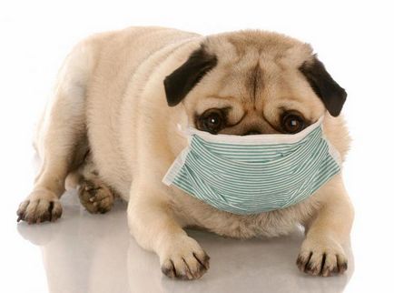 Кашель у цуценяти що ви повинні знати про собачому грипі