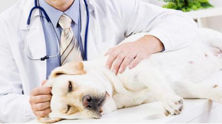 Köhögés kiskutya, hogy meg kell tudni kutya influenza