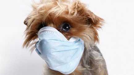 Кашель у цуценяти що ви повинні знати про собачому грипі