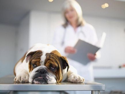 Tusea intr-un catelus pe care ar trebui sa il stiti despre gripa canina