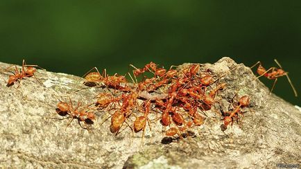 De ce furnicile arata mari sau mici, rosii sau negre