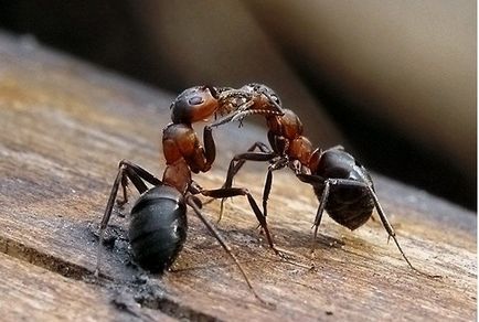 Mi az álmok kicsi vagy nagy hangyák, piros vagy fekete