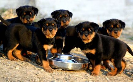 Cum arată Rottweilers?