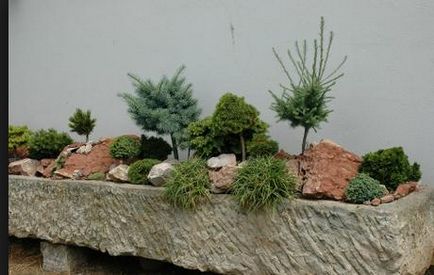 Cypress - tűlevelű fa, amely képes növekedni otthon