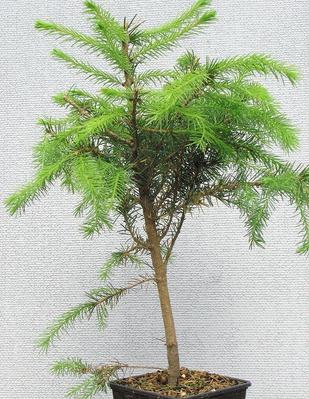 Cypress - tűlevelű fa, amely képes növekedni otthon