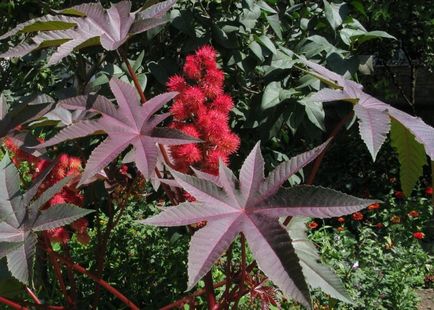 Ricinus kerttervezés fotók, ültetés, gondozás