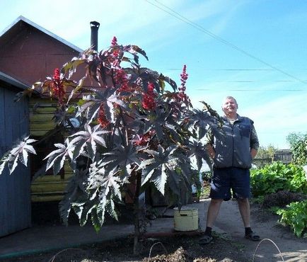 Kleshchevina în fotografie peisagistică, plantare, îngrijire