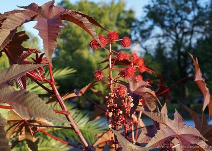 Kleshchevina în fotografie peisagistică, plantare, îngrijire