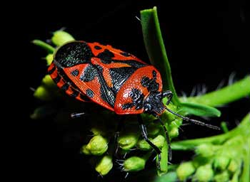 Bug perilus - fotografie, cum se luptă cu gândacul Colorado