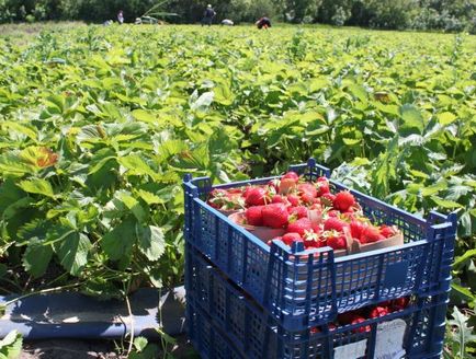 Strawberry sezon locale Berry pe piață
