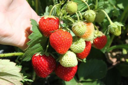 Strawberry sezon locale Berry pe piață