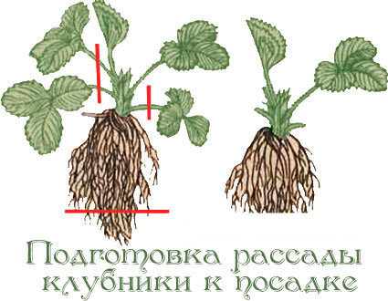 Полуниця на балконі вирощування круглий рік