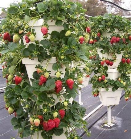Căpșuni pe balcon tot timpul anului