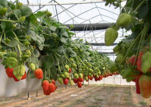 Căpșuni în seră pe tot parcursul anului, ca start de afaceri și profitabilitatea acesteia
