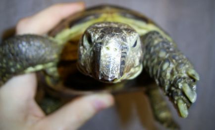 Ciocul unei broaște țestoase