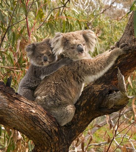 Koala fotografie, poze