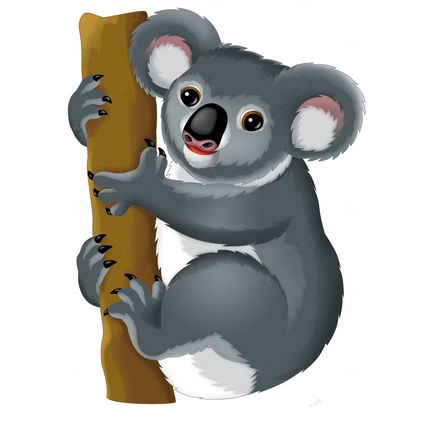 Koala fotografie, poze