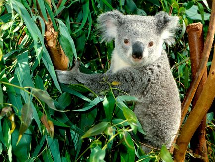 Koala fotografie, poze