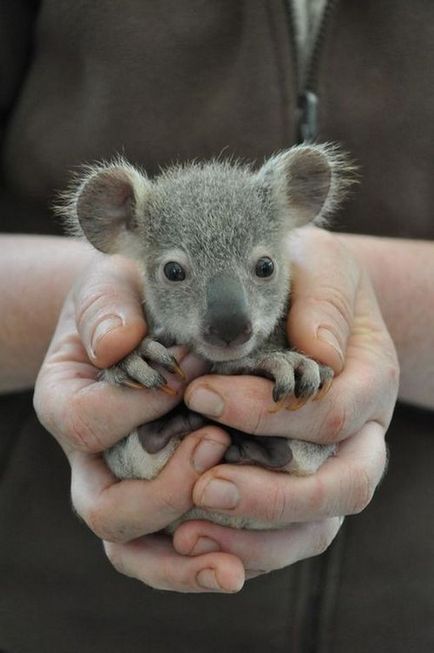 Koala fotografie, poze