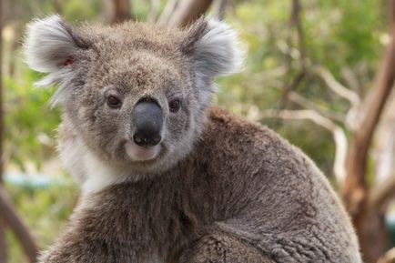 Koala fotografie, poze